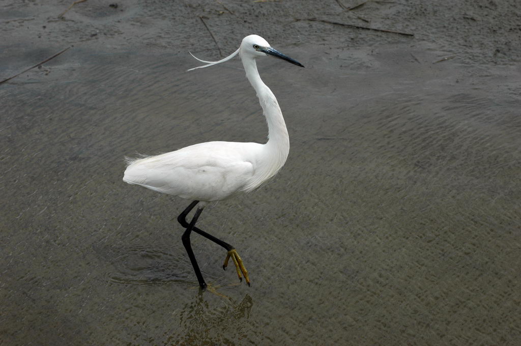Avifauna humor