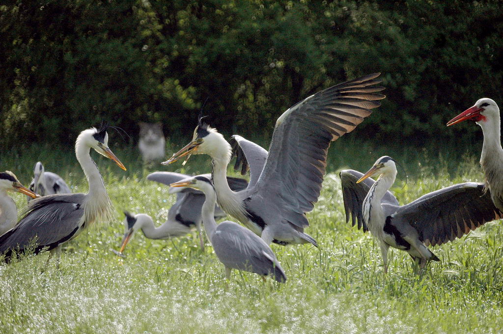 Avifauna humor