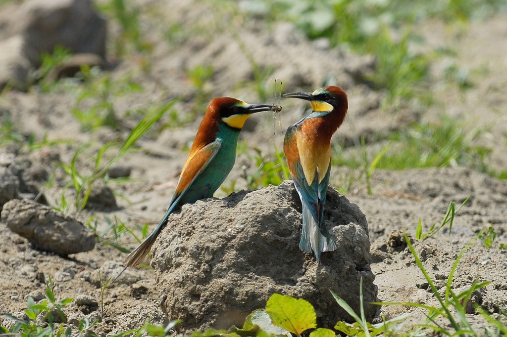 Avifauna humor
