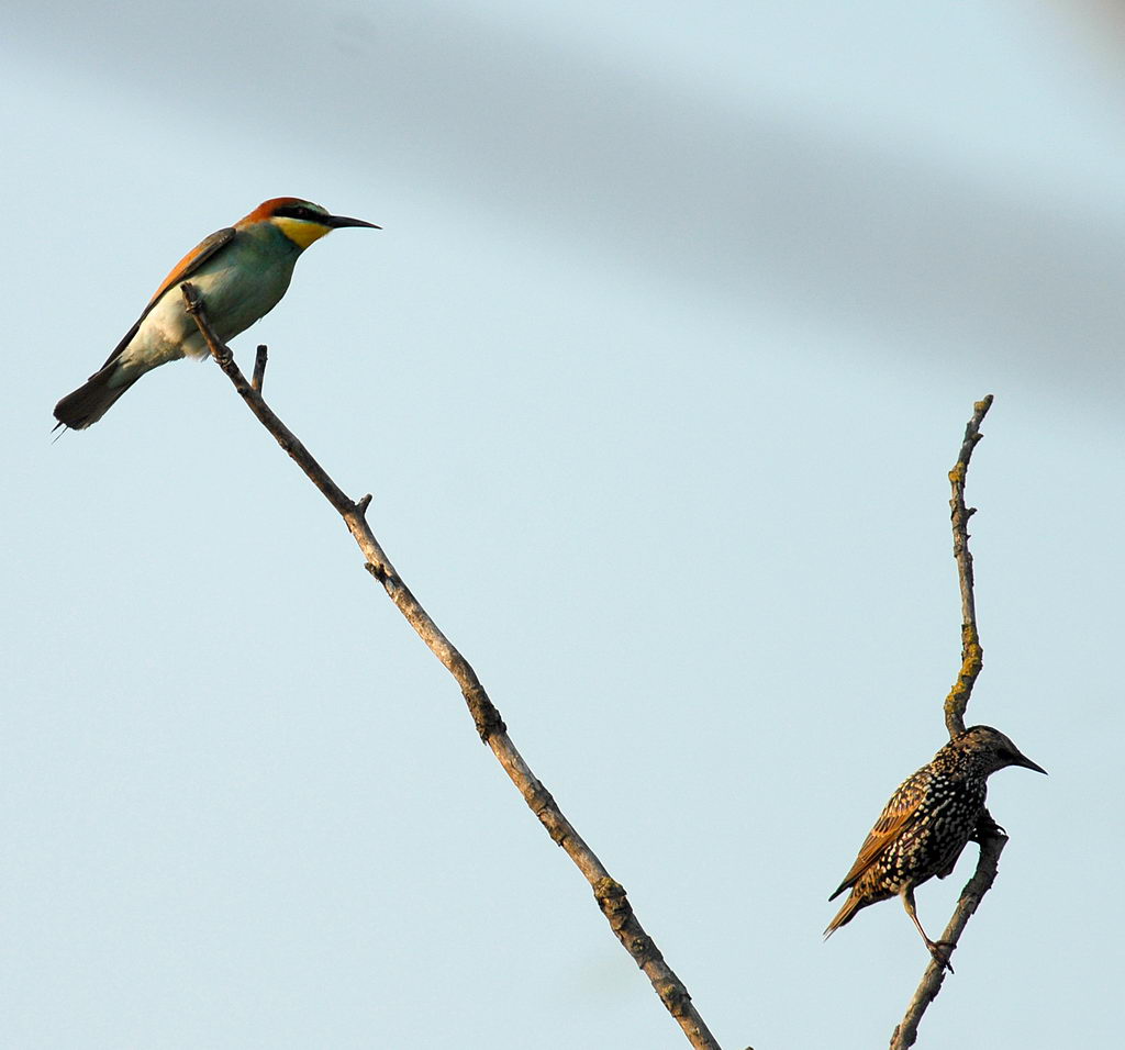 Avifauna humor