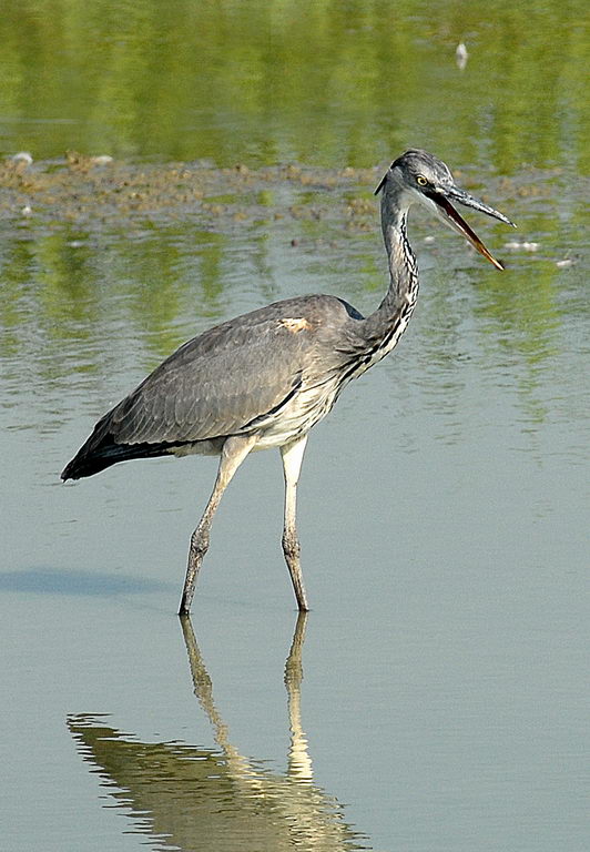 Avifauna humor