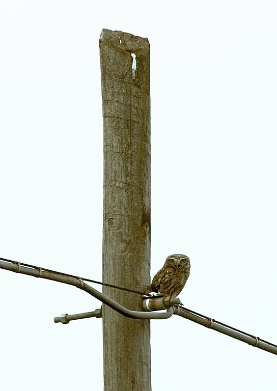 Avifauna humor