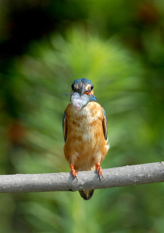 Avifauna humor