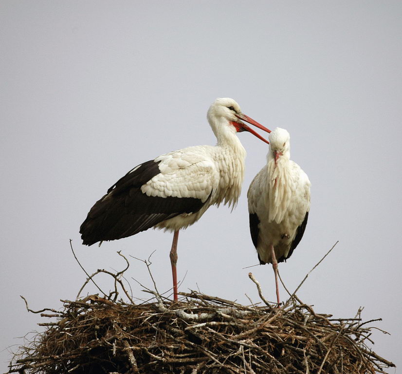 Avifauna humor