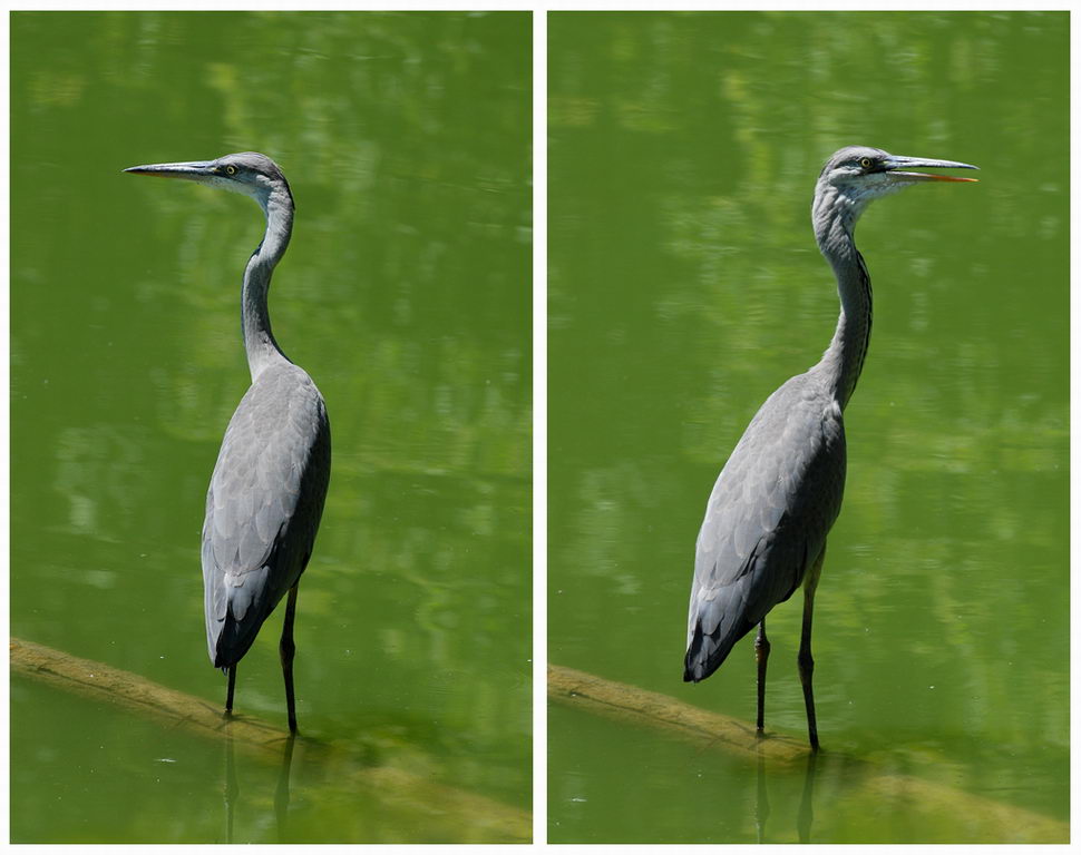 Avifauna humor