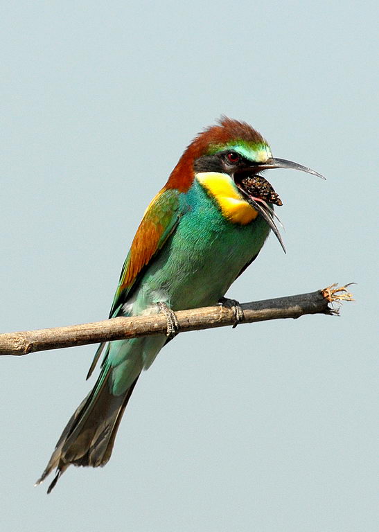 Avifauna humor