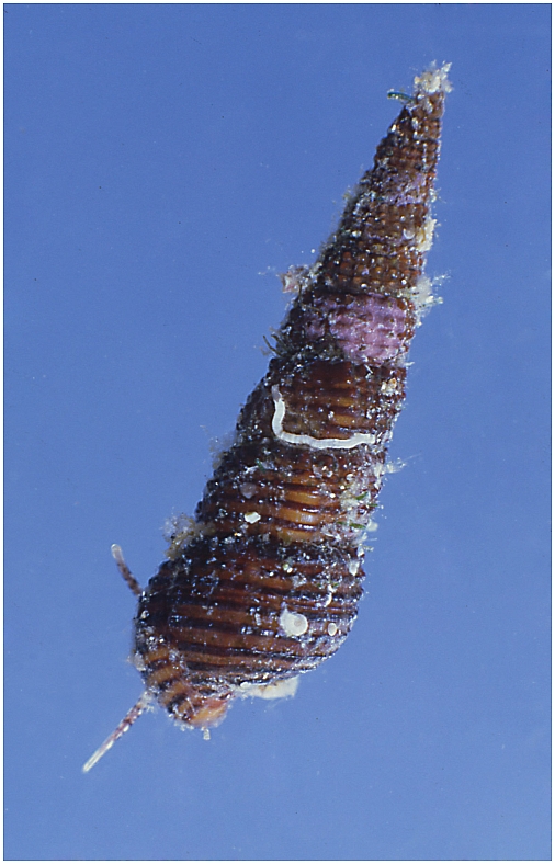 Cerithiidae: Gen. Bittium