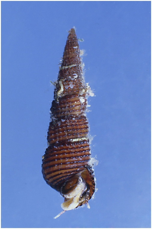 Cerithiidae: Gen. Bittium