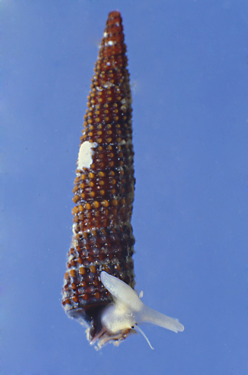 Cerithiopsis  cf. tubercularis