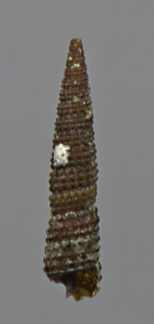 Cerithiopsis  cf. tubercularis