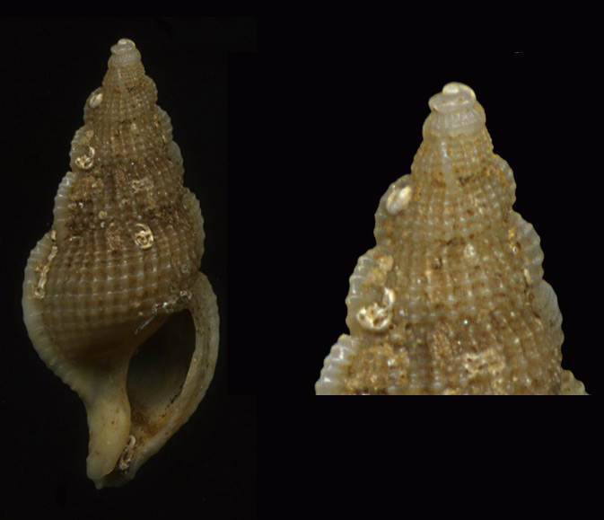 Colubraria reticulata