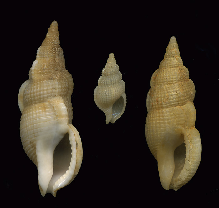 Colubraria reticulata