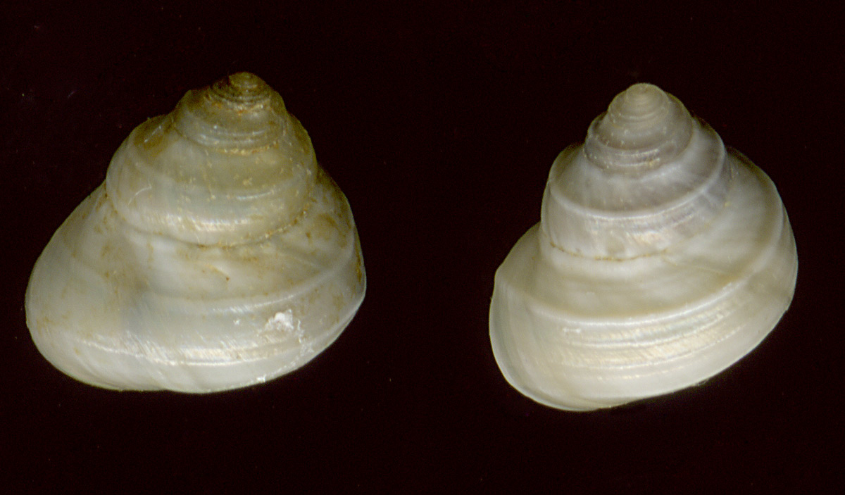 Cantrainea peloritana