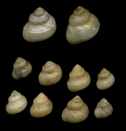 Cantrainea peloritana