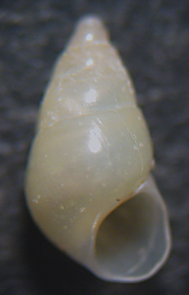 Trapani - spiaggia (438)