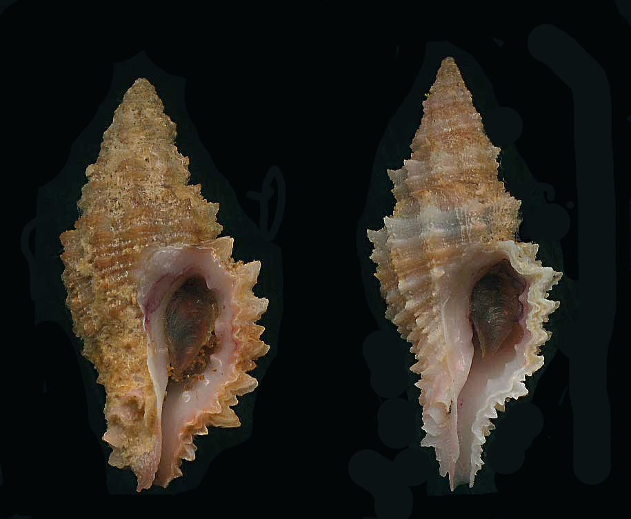 Muricopsis cristata