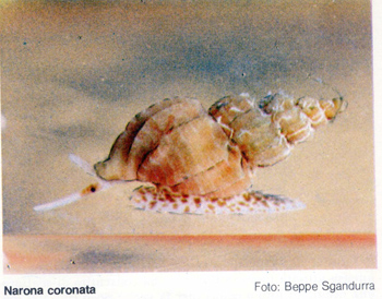 Narona coronata