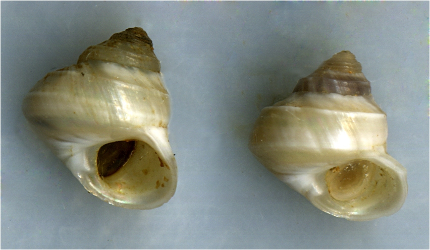 Cantrainea peloritana