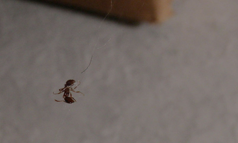 chi dei due? (Pritha parva e Steatoda cacciatori di formiche)