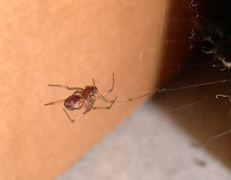 chi dei due? (Pritha parva e Steatoda cacciatori di formiche)