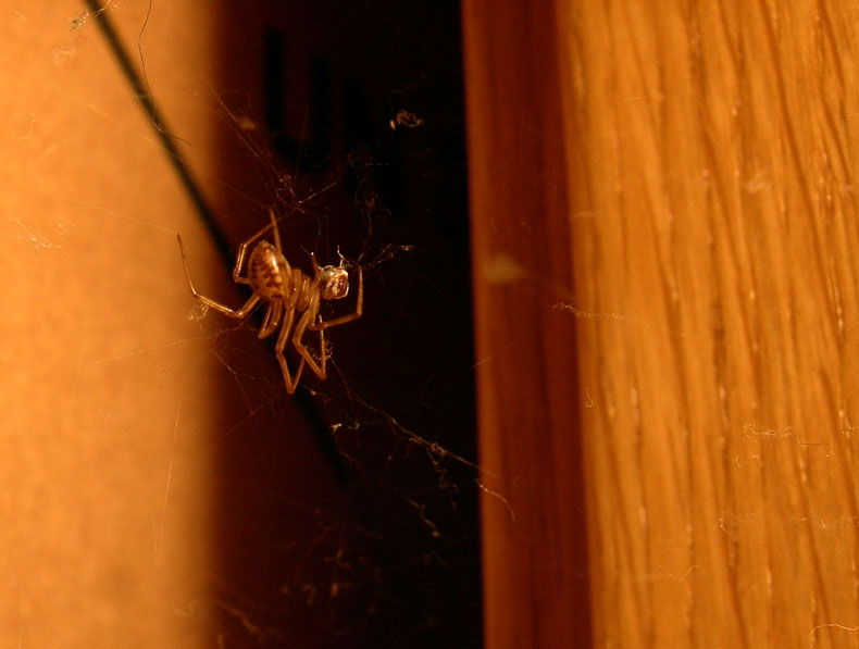 chi dei due? (Pritha parva e Steatoda cacciatori di formiche)