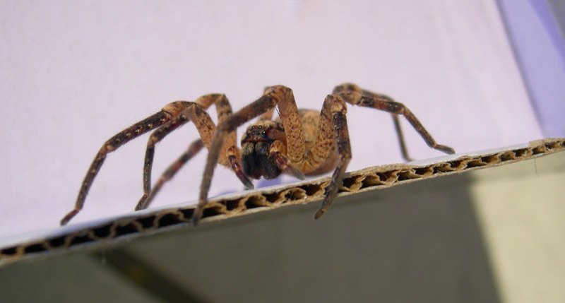 Zoropsis spinimana