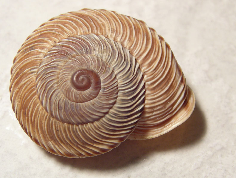 Chilostoma cingulatum gobanzi (BS)