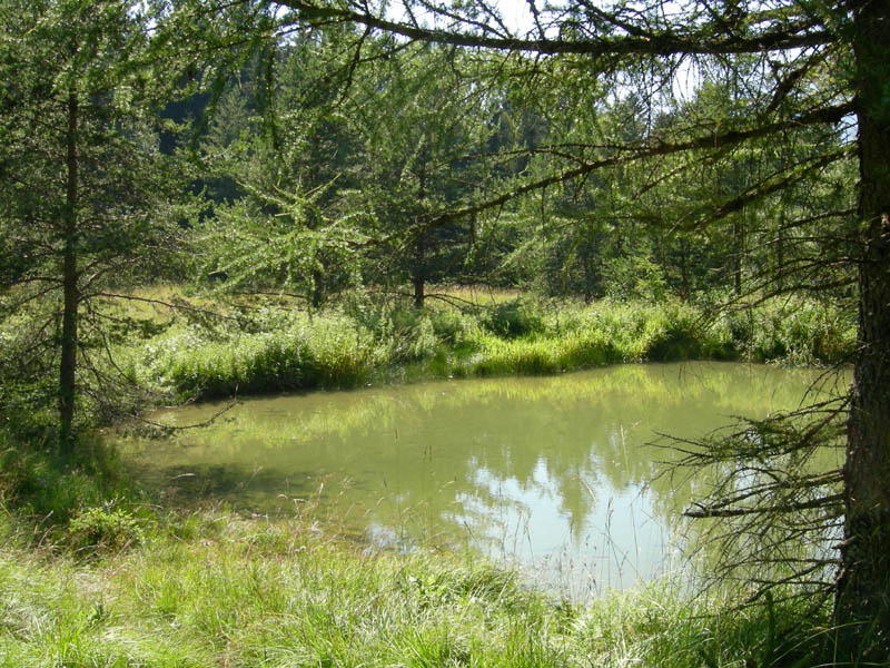 Lymnaea peregra  a Virti di Folgaria (TN)