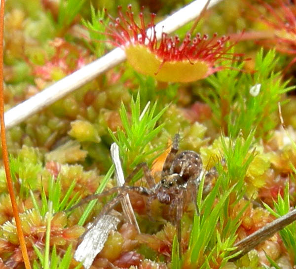 Pardosa sp. con  