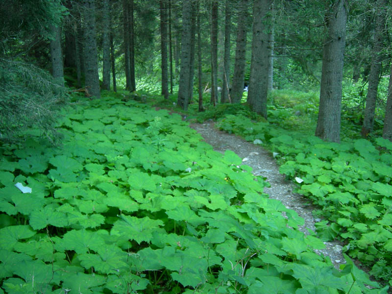 Cimon di Busa della Neve  m. 2574.......escursione