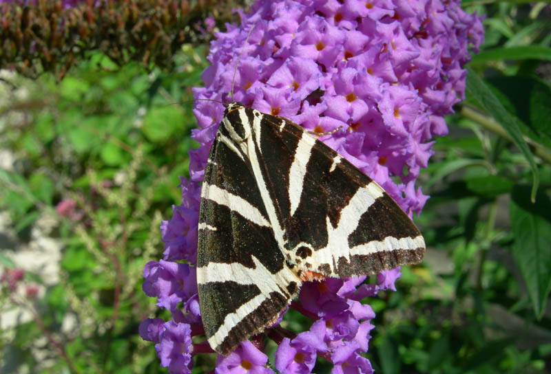 Euplagia quadripunctaria - Arctiidae....dal Trentino