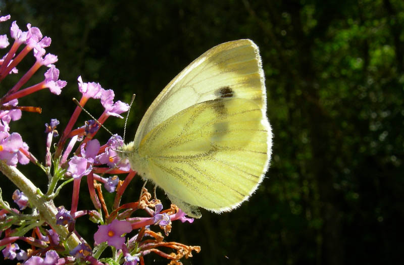 Pieris napi - Pieridae..........dal Trentino