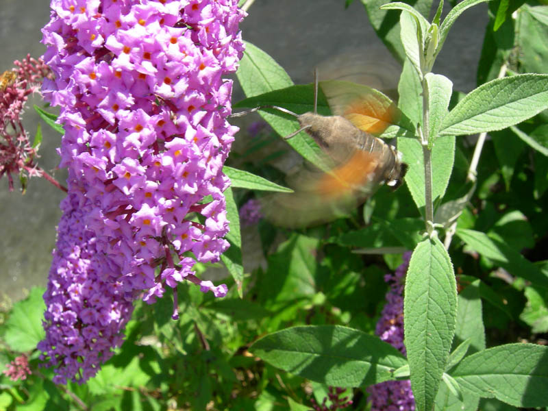 Macroglossum stellatarum in volo