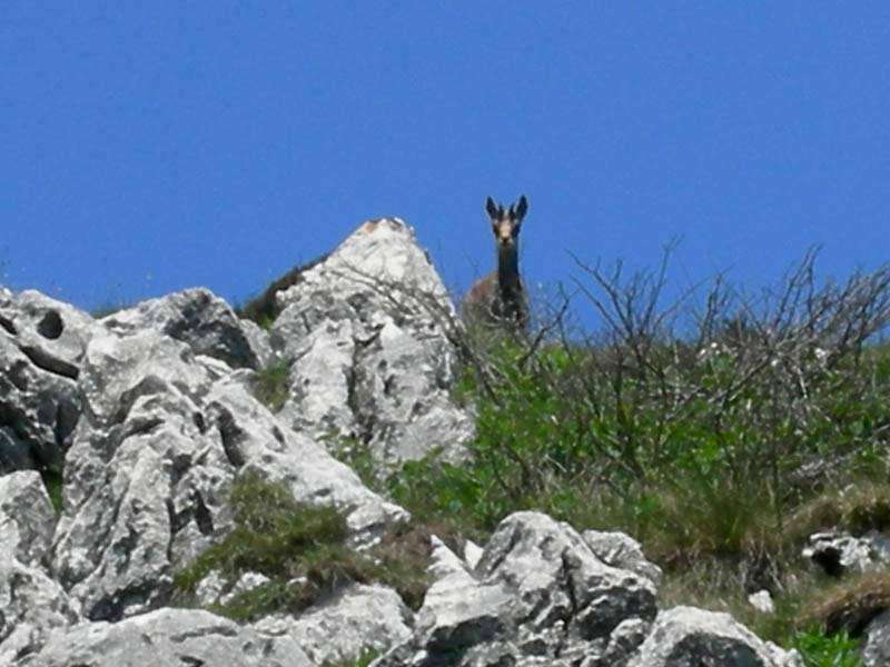 Rupicapra rupicapra.....dal Trentino Alto Adige