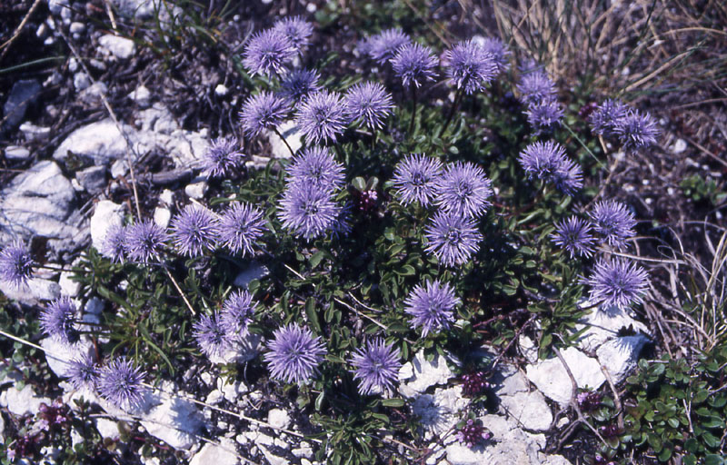 Fiori del Trentino