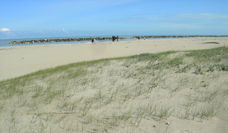 inizio spiaggia....(PE) (Theba pisana)