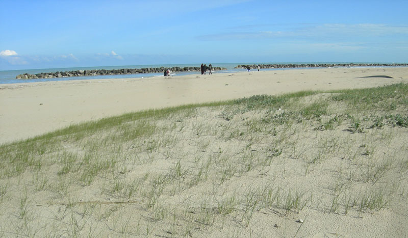 inizio spiaggia....(PE) (Theba pisana)