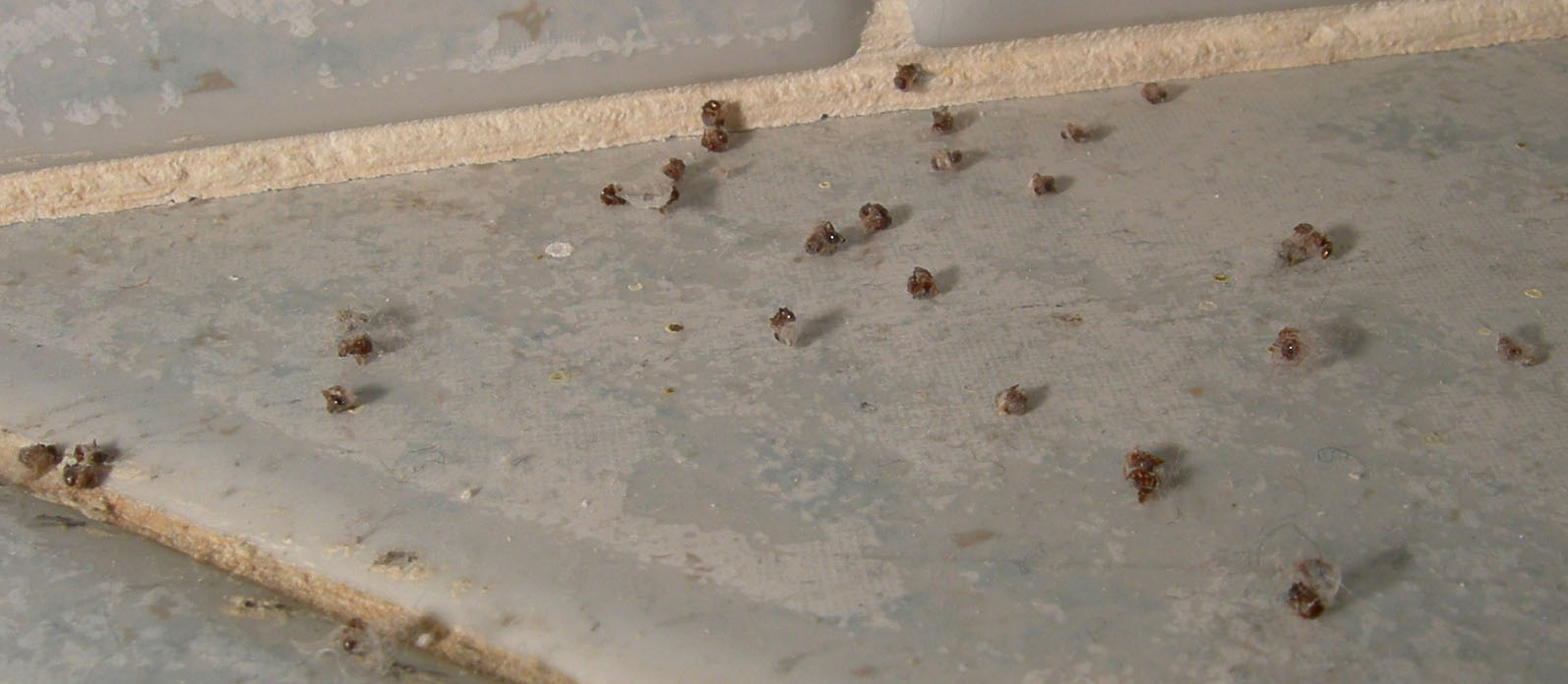 chi dei due? (Pritha parva e Steatoda cacciatori di formiche)