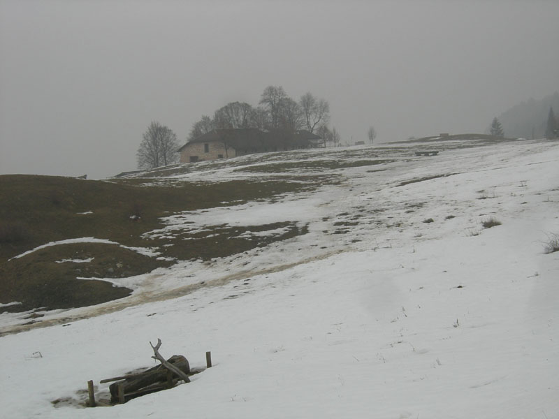 Monumento vegetale: Abete bianco (Selva di Sopramonte-TN)