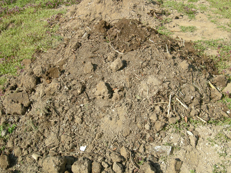 larve di Protaetia cuprea cuprea