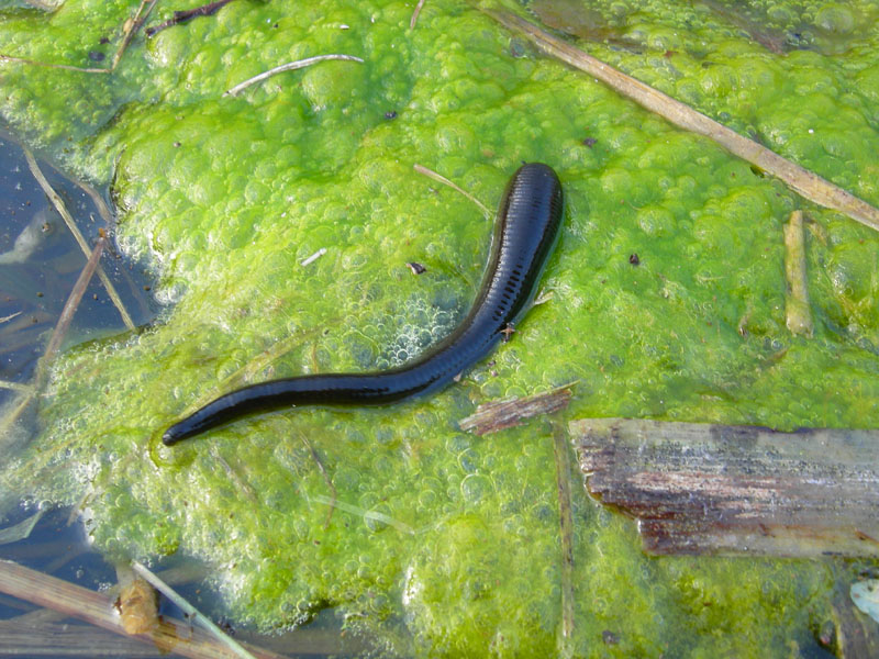 Haemopis sanguisuga