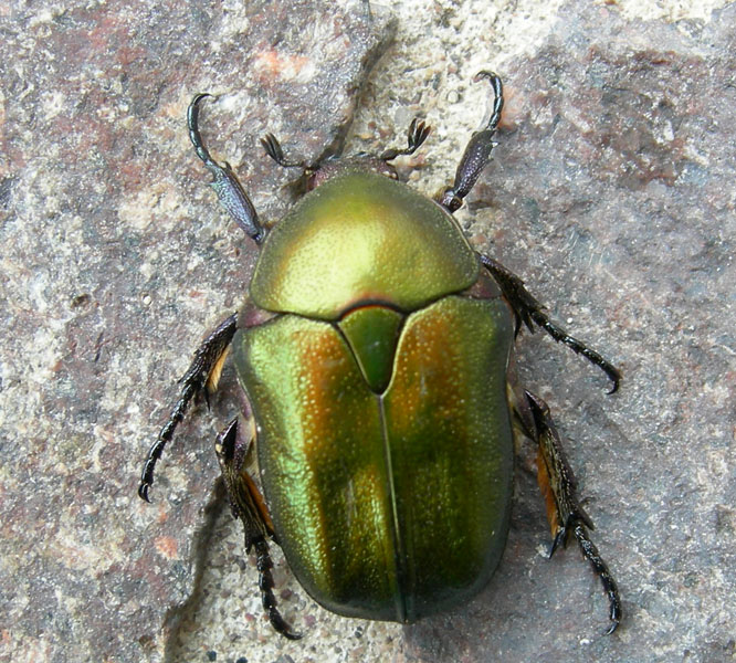 larve di Protaetia cuprea cuprea