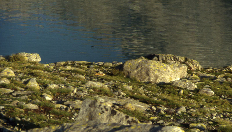 Ermellino....Mustela erminea