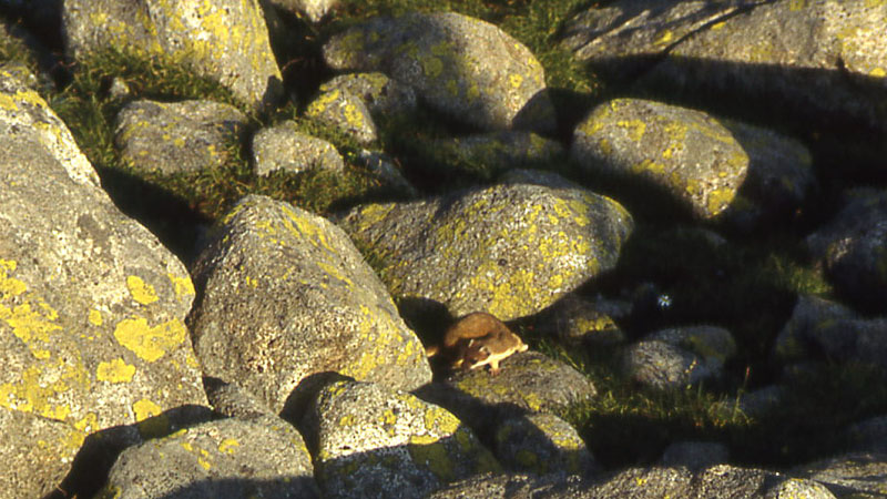 Ermellino....Mustela erminea