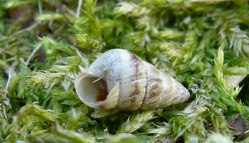 Senigallia (AN).... (Cochlicella barbara)