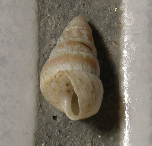 Senigallia (AN).... (Cochlicella barbara)