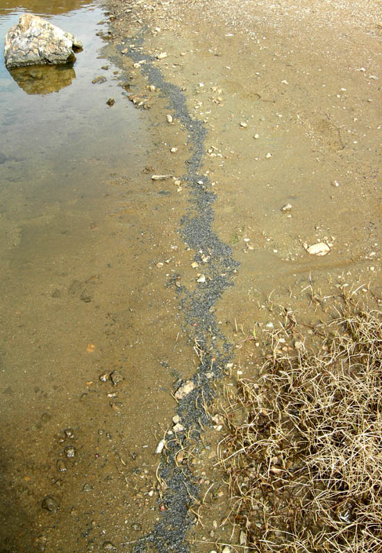 Bibio clavipes (Bibionidae)