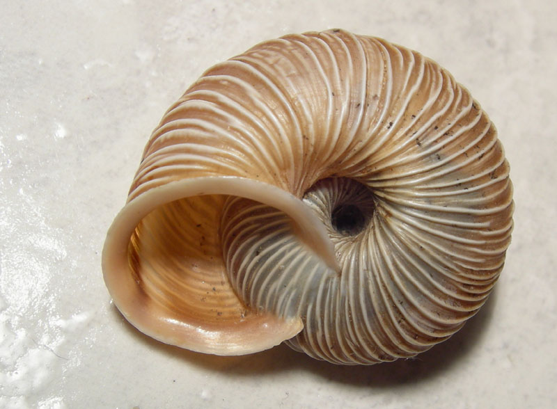 Chilostoma cingulatum gobanzi (BS)