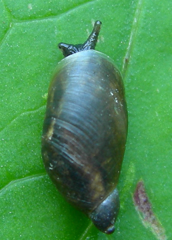 Oxyloma sp.  a Virti di Folgaria (TN)