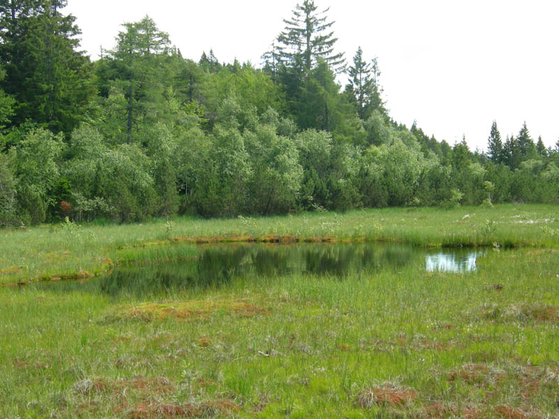 Drosera rotundifolia.....e suo habitat (Trentino)